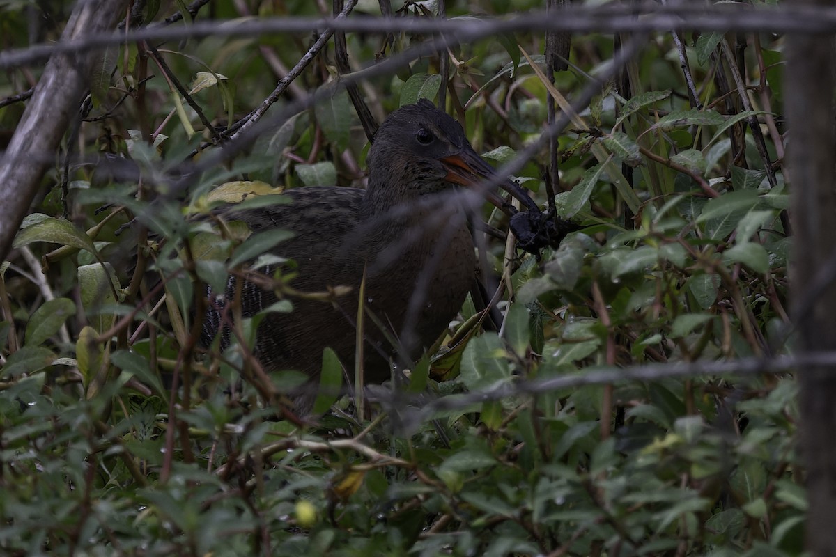 Ridgway's Rail - ML642945873