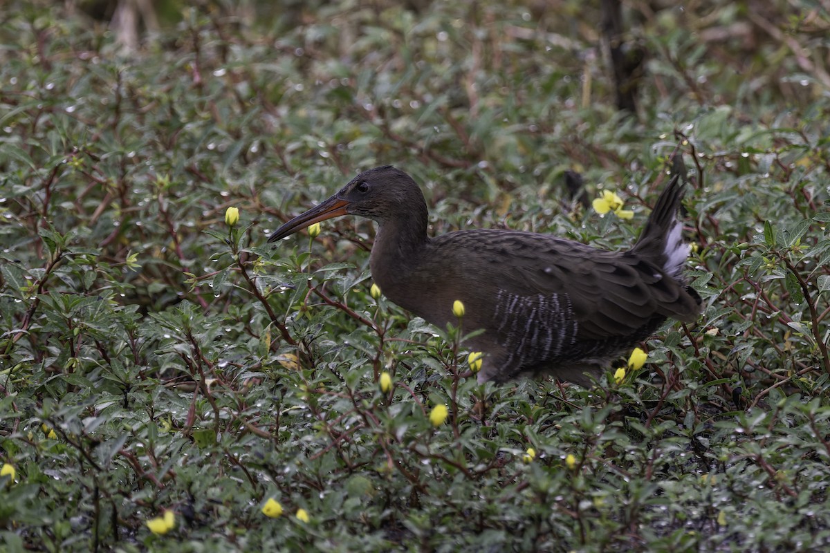 Ridgway's Rail - ML642945874