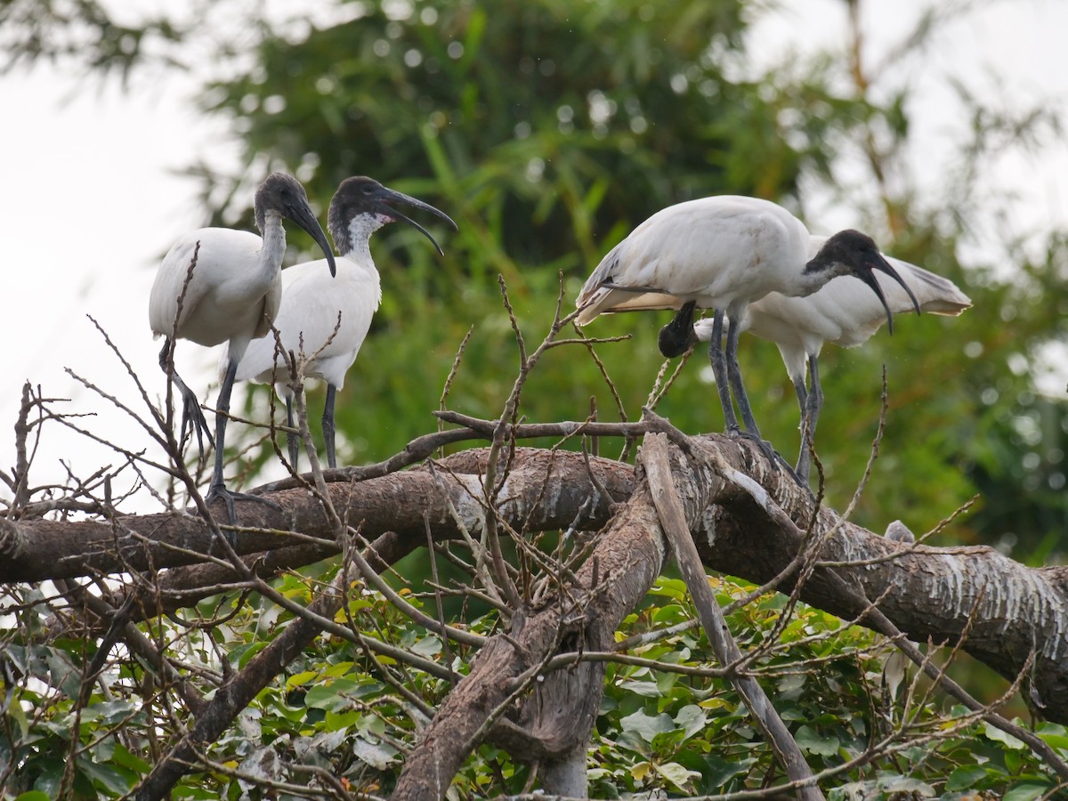 ibis černohlavý - ML642945877