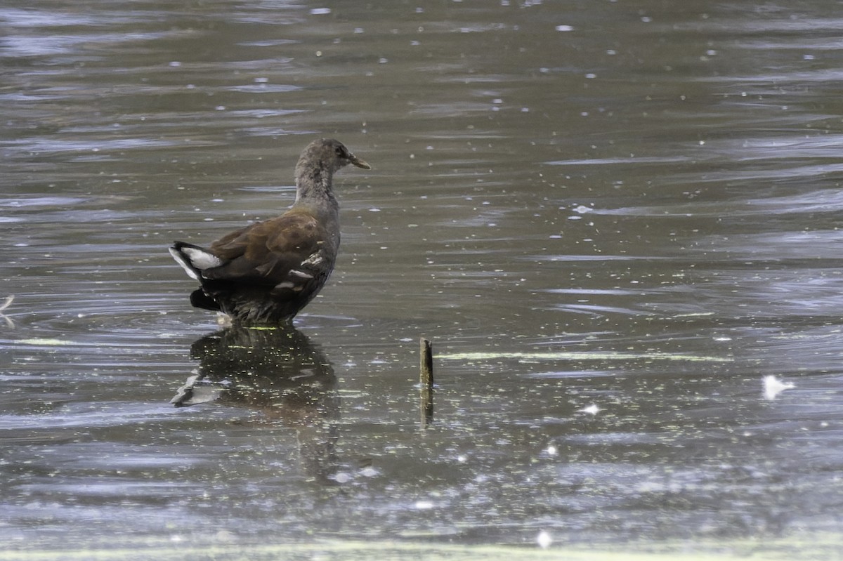 Common Gallinule - ML642945880
