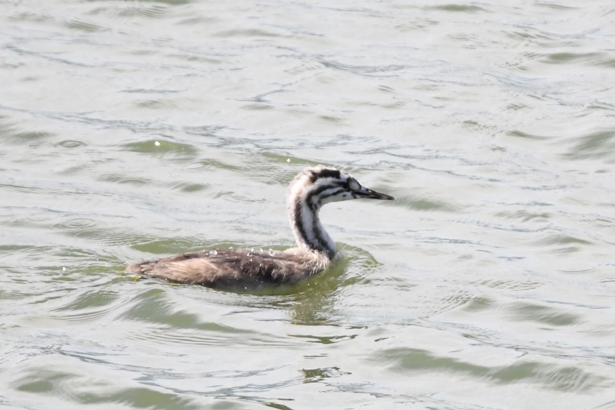 Great Crested Grebe - ML642945885