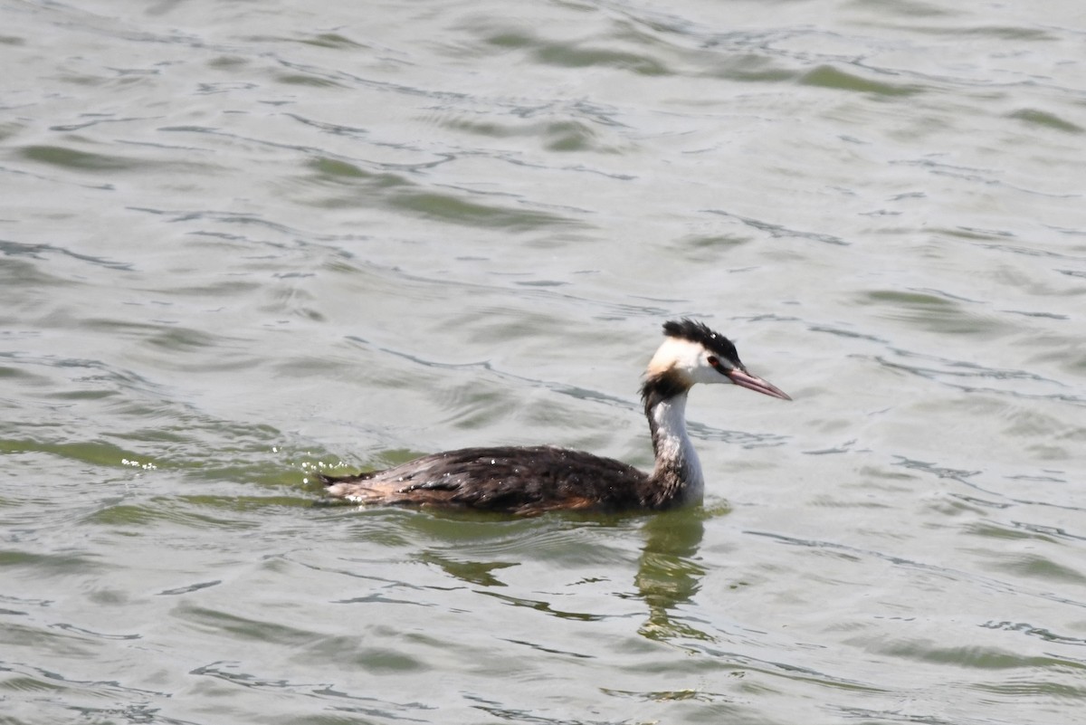 Great Crested Grebe - ML642945887