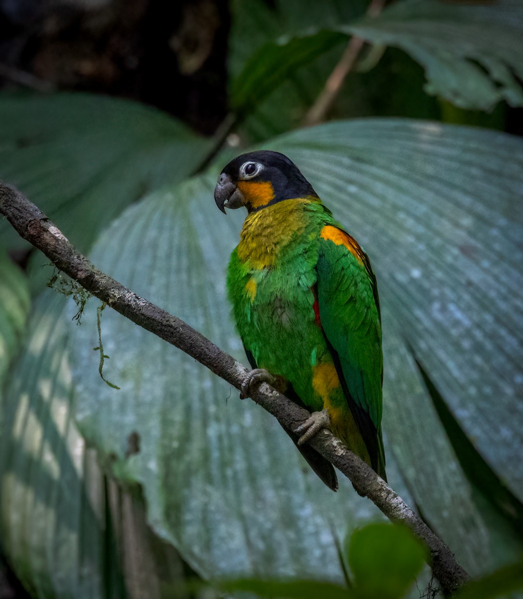 キンホオインコ - ML642945902