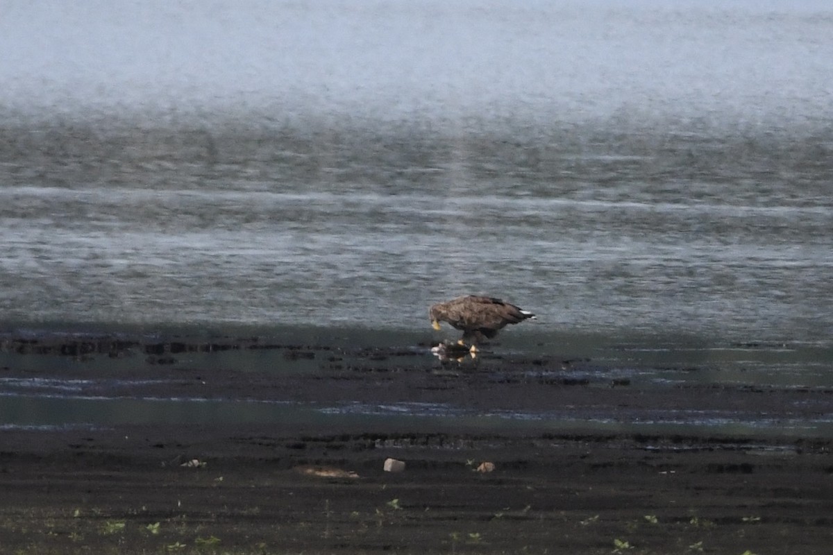 White-tailed Eagle - ML642945908