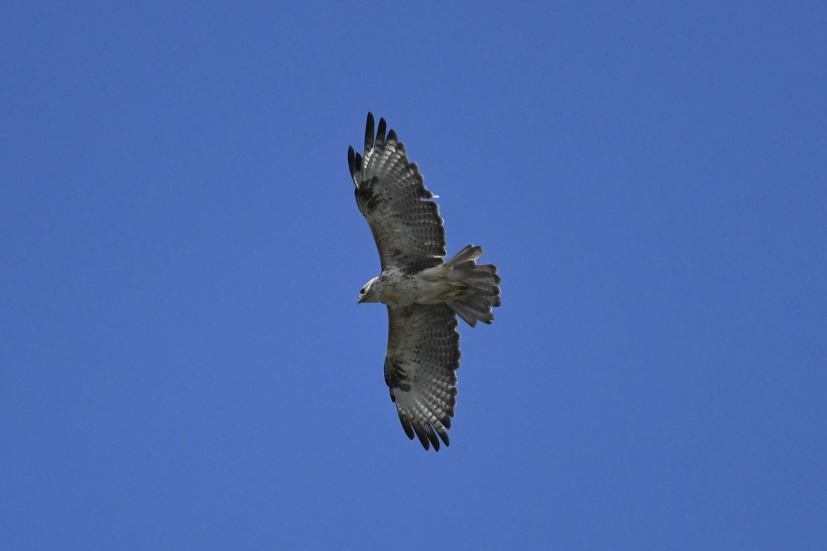 Eastern Buzzard - ML642945913