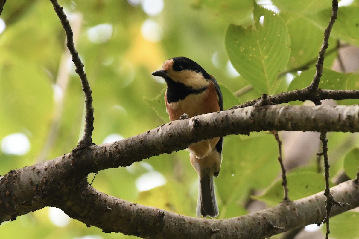Varied Tit - ML642945922