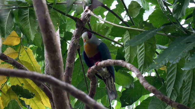 Yellow-breasted Fruit-Dove - ML642945923