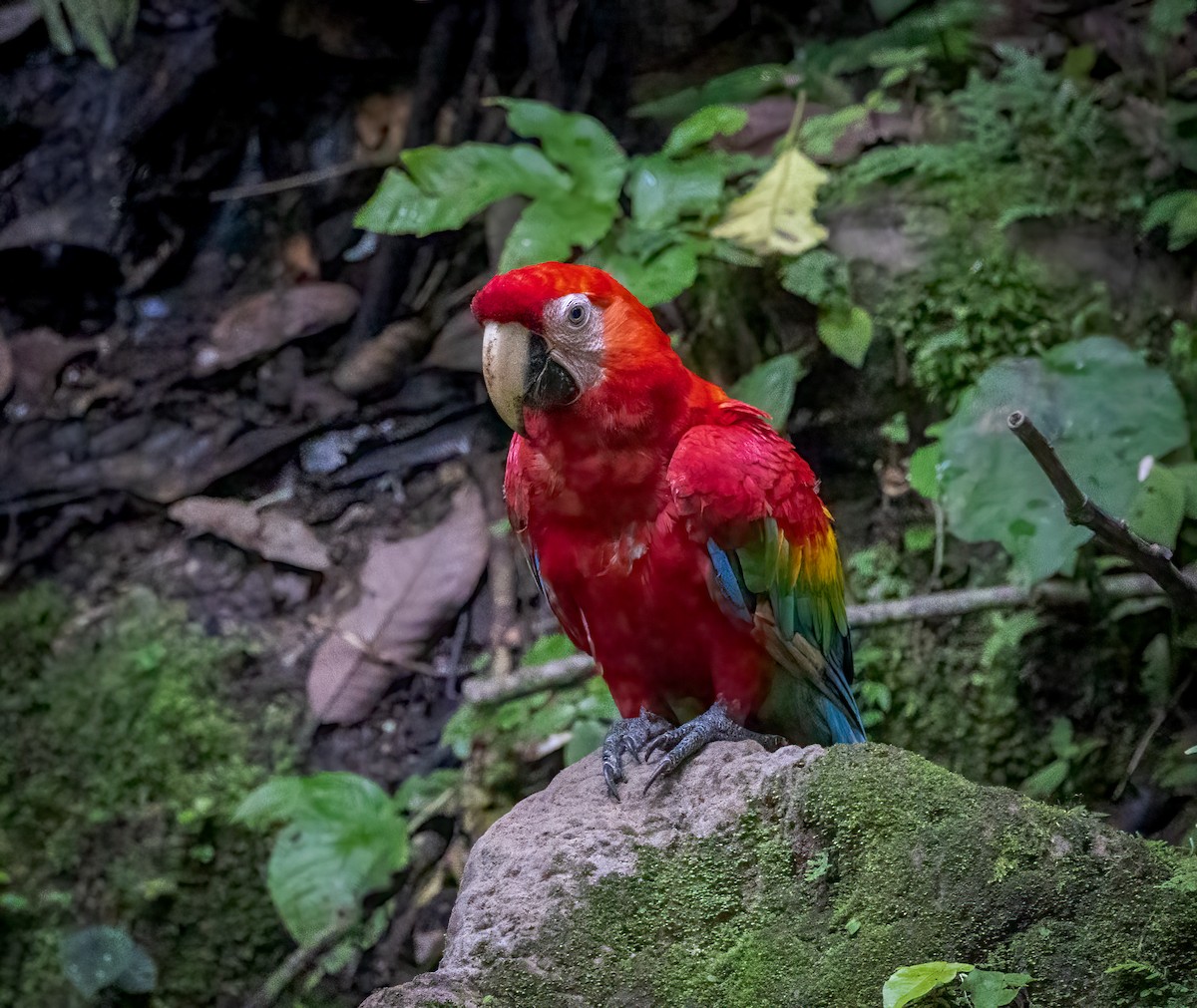 コンゴウインコ - ML642945929