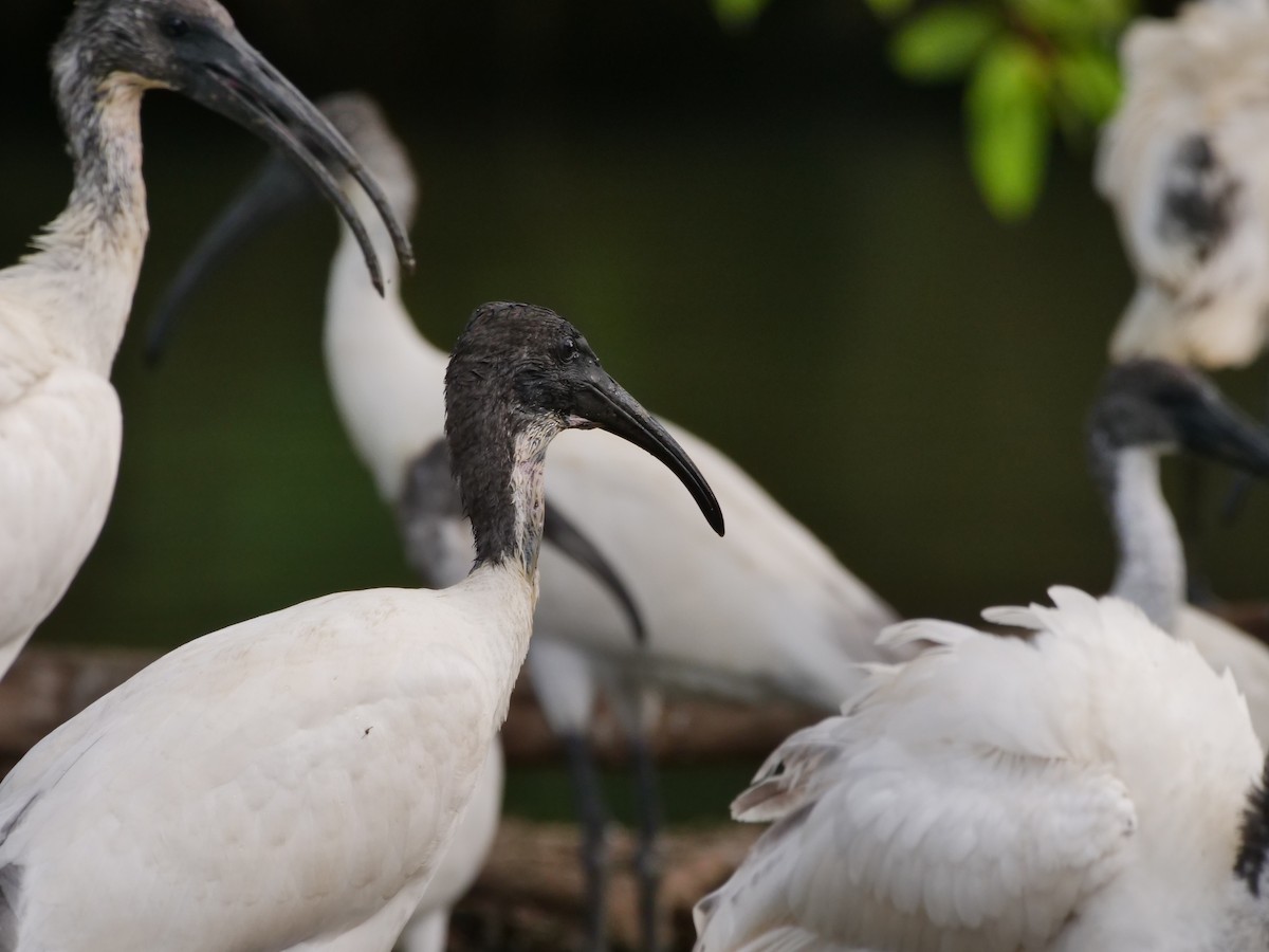 ibis černohlavý - ML642945937