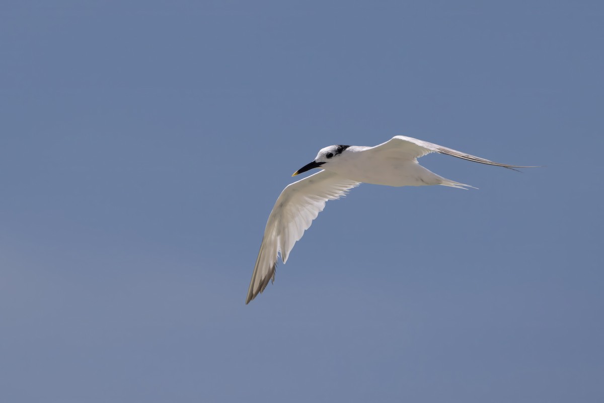 Sandwich Tern - ML642945939