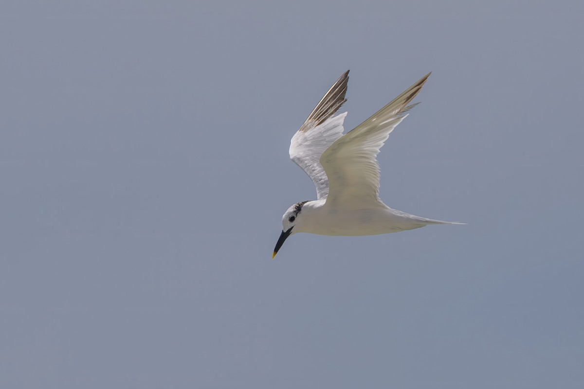 Sandwich Tern - ML642945940