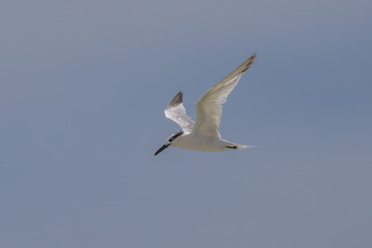 Sandwich Tern - ML642945941