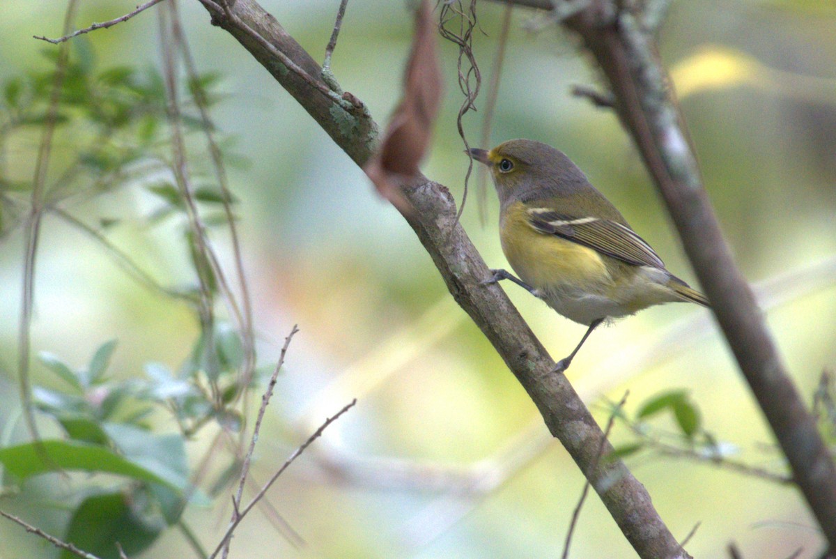 White-eyed Vireo - ML642945954