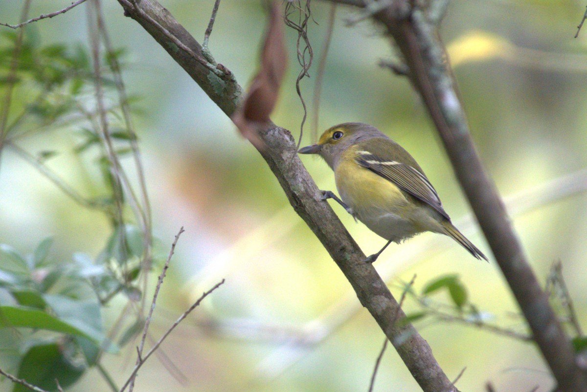 White-eyed Vireo - ML642945955