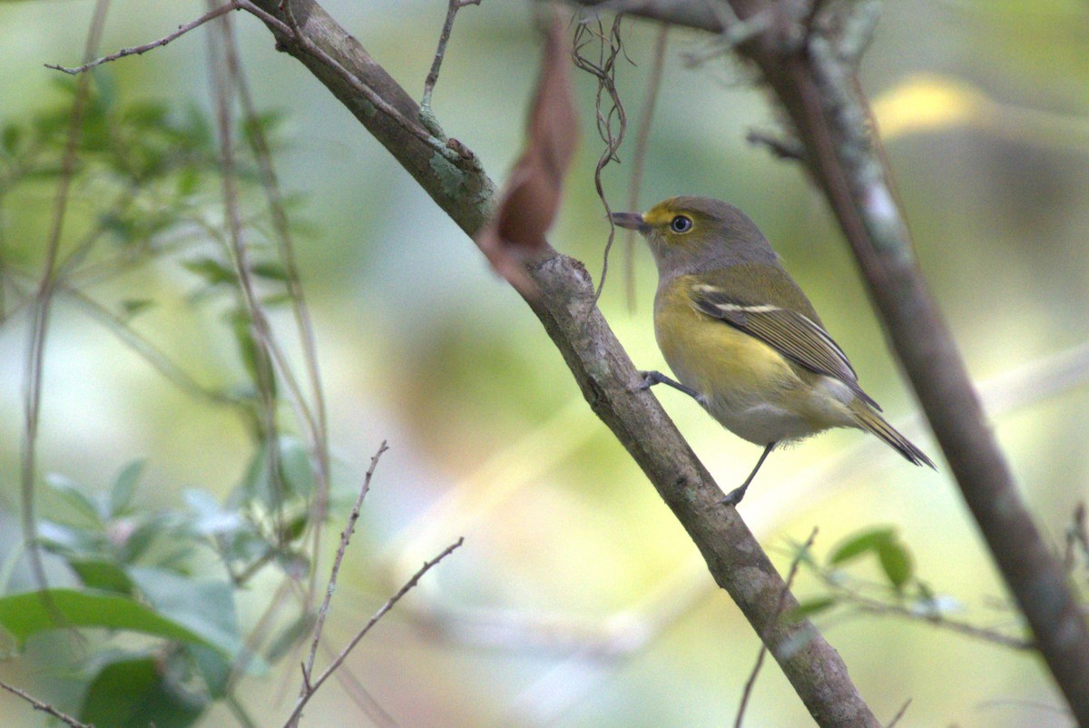 White-eyed Vireo - ML642945956
