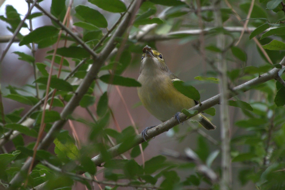 White-eyed Vireo - ML642945957