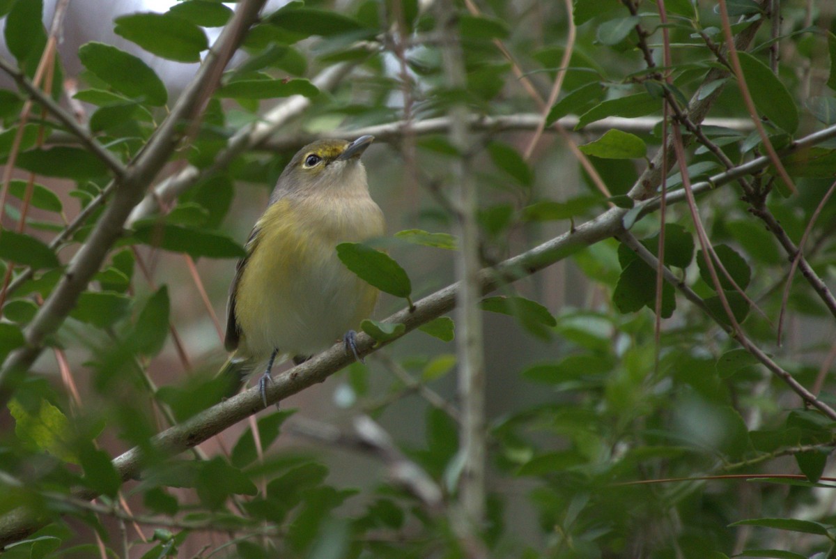 White-eyed Vireo - ML642945959