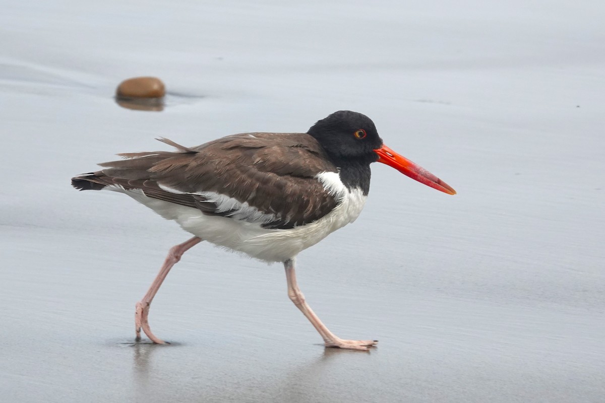 American Oystercatcher - ML642945971