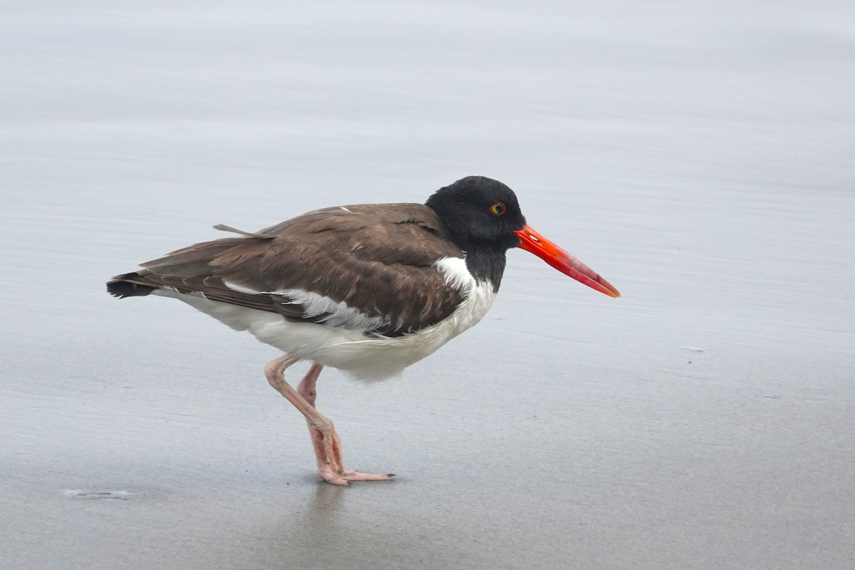 American Oystercatcher - ML642945972