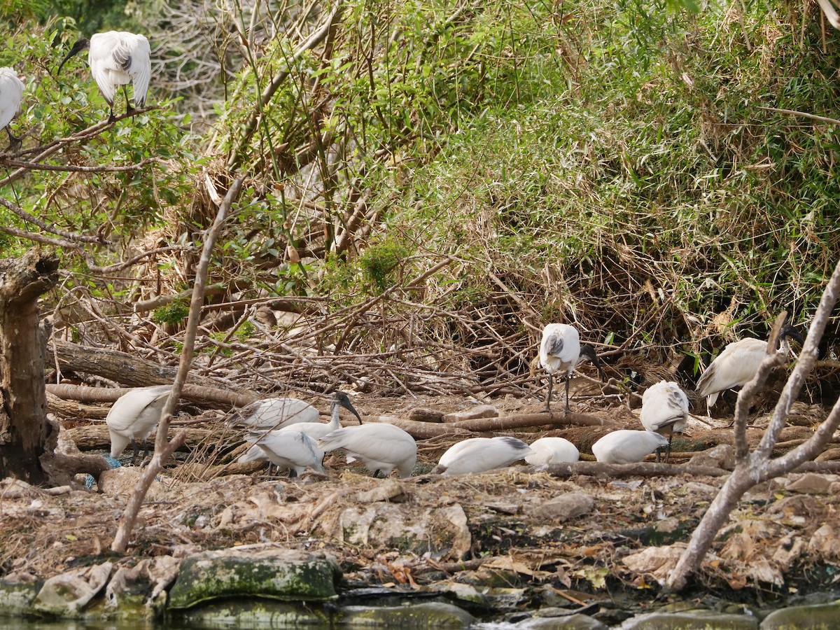 ibis černohlavý - ML642945977