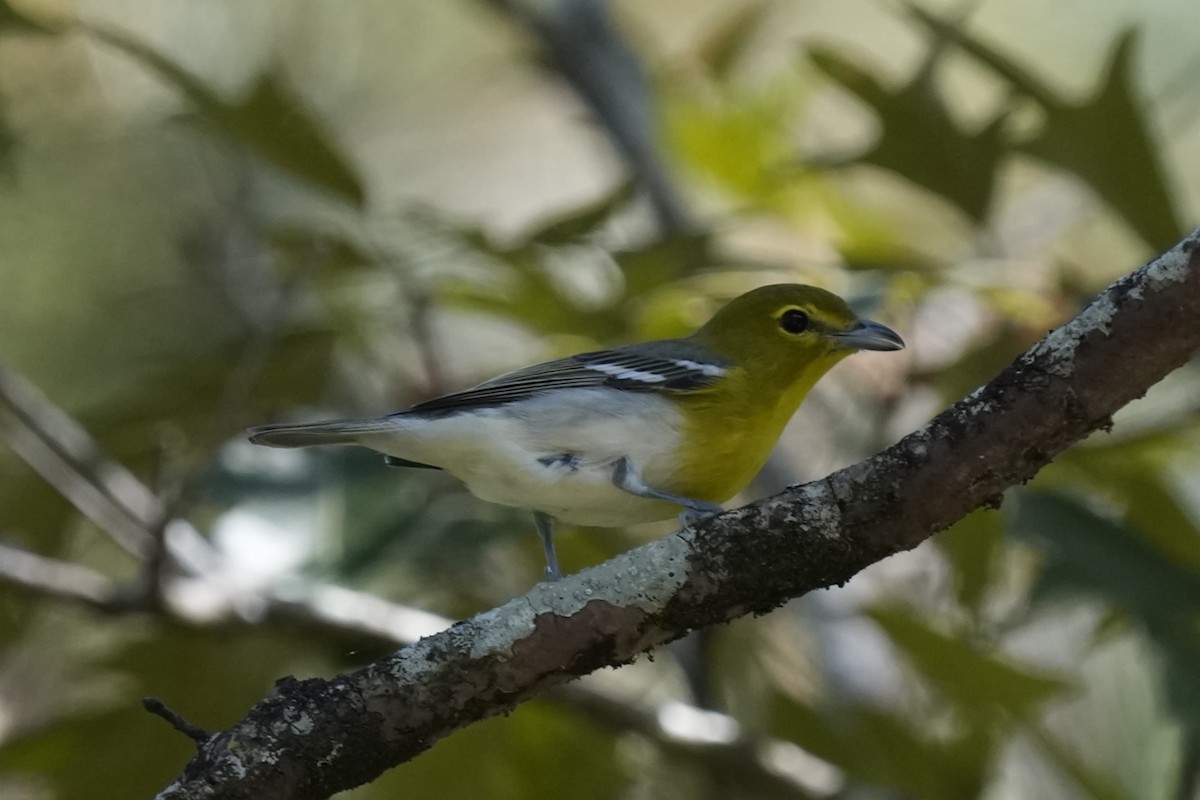 Yellow-throated Vireo - ML642945990