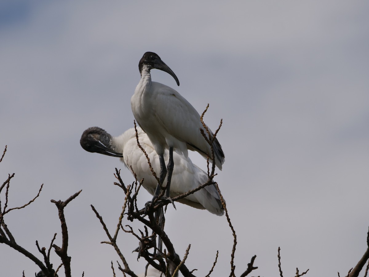 ibis černohlavý - ML642945994