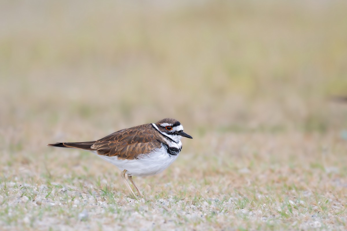 Killdeer - ML642945998