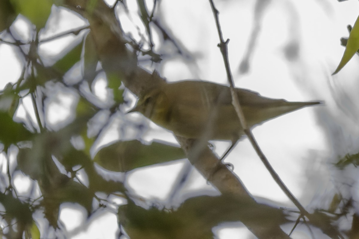 Tennessee Warbler - ML642946016