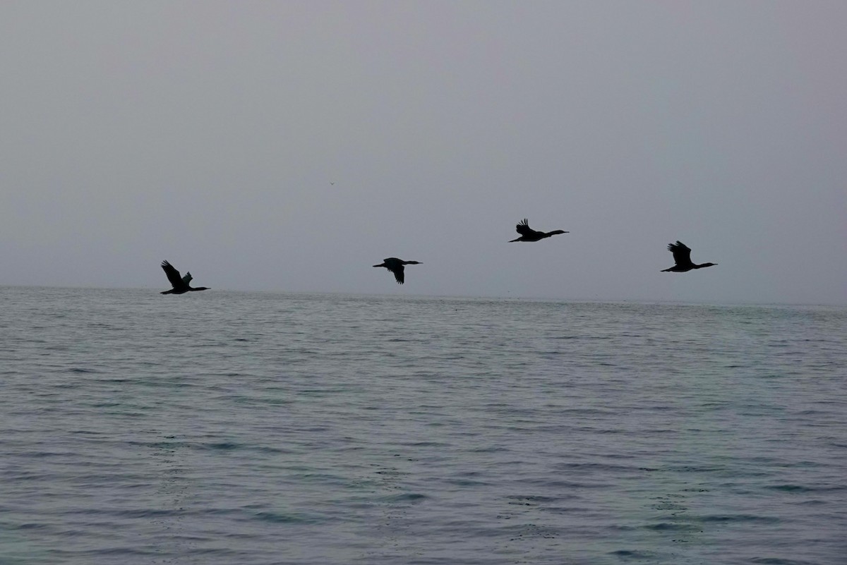 Brandt's Cormorant - ML642946017