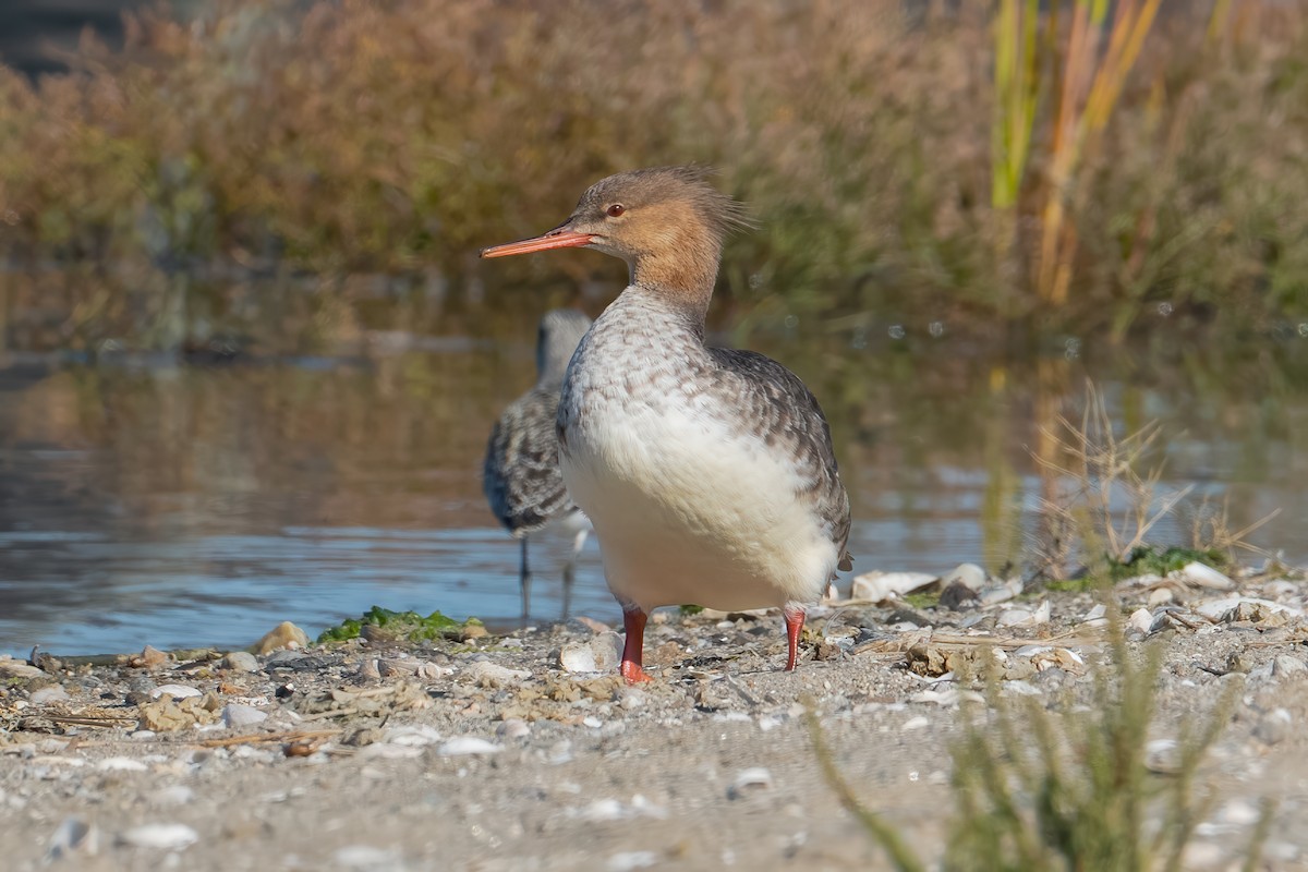 Red-breasted Merganser - ML642946026