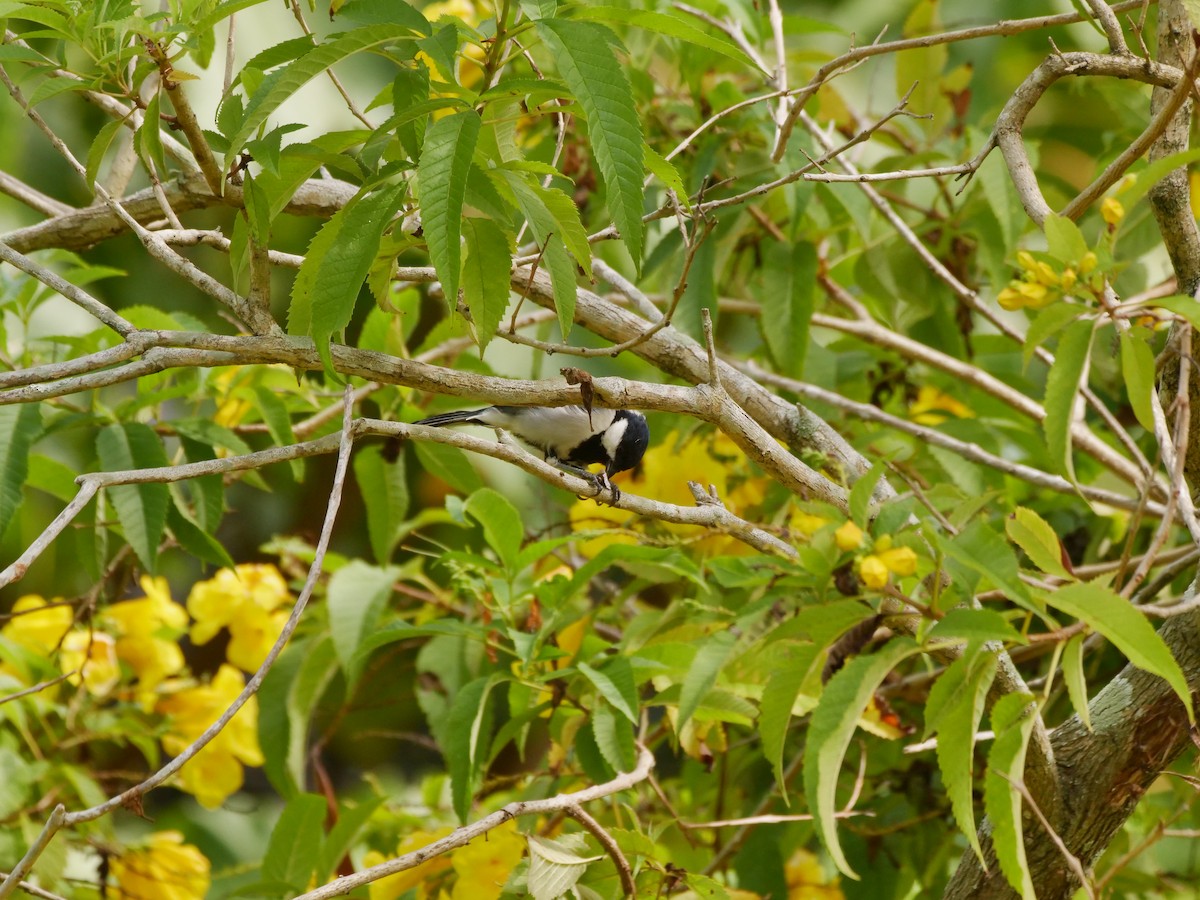 sýkora popelavá - ML642946033