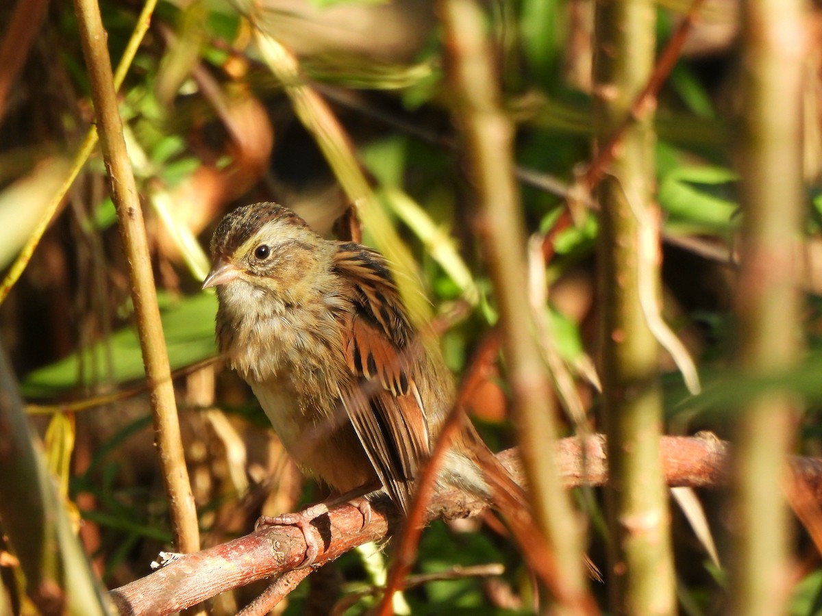 Swamp Sparrow - ML642946036