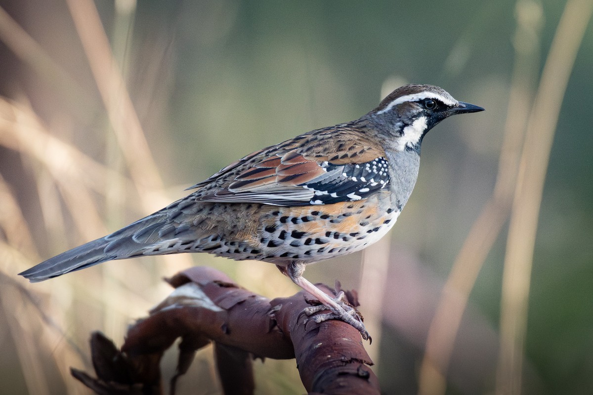 Spotted Quail-thrush - ML642946042