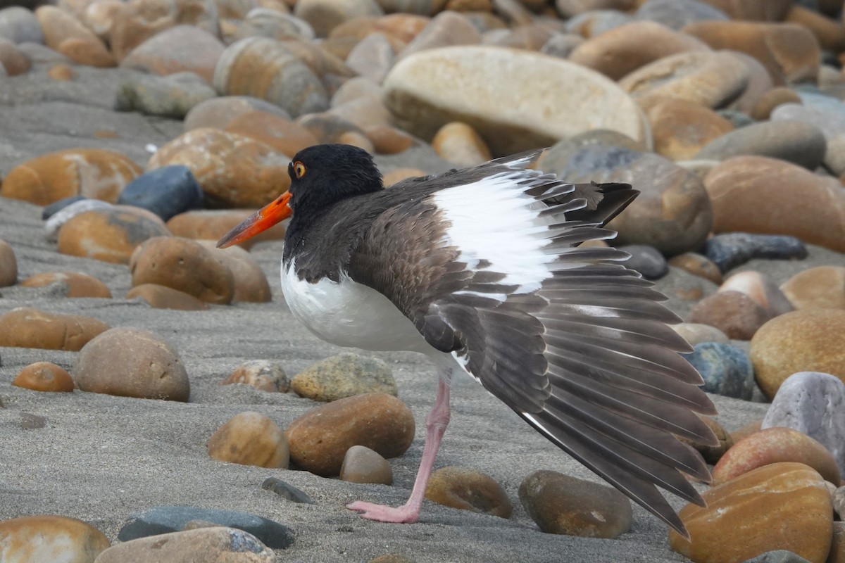 American Oystercatcher - ML642946049