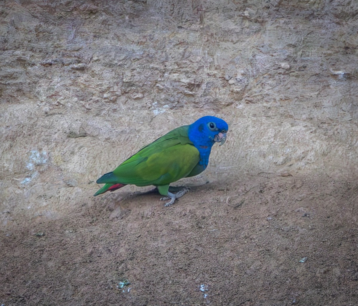 アケボノインコ - ML642946057
