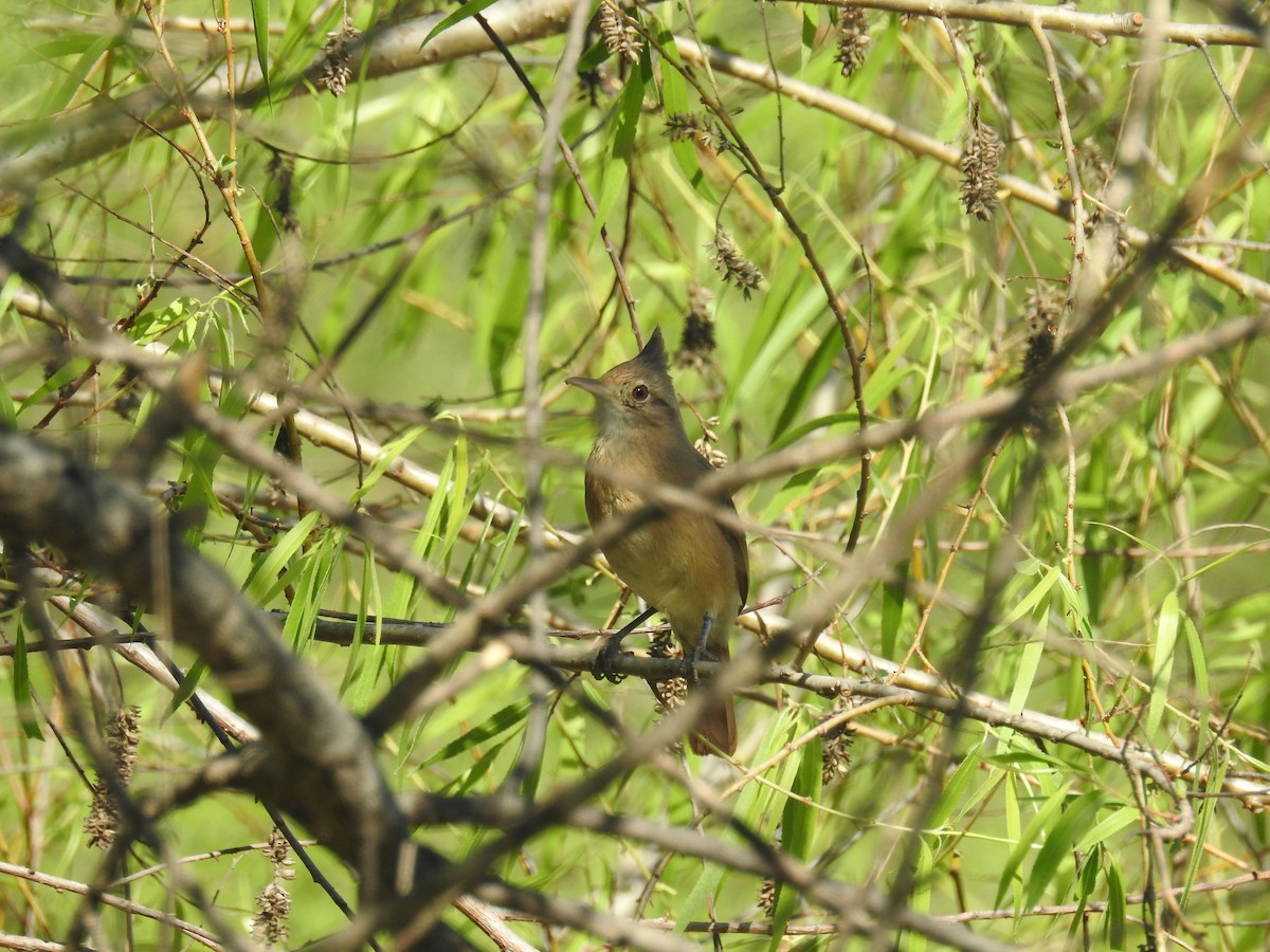 Crested Hornero - ML642946066