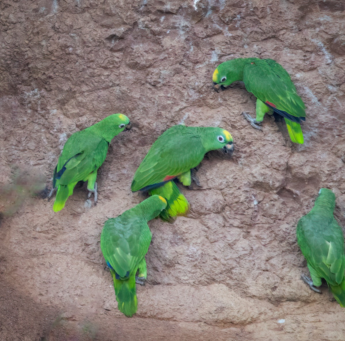 キビタイボウシインコ - ML642946074