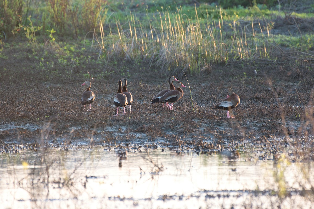 Black-bellied Whistling-Duck - ML642946078