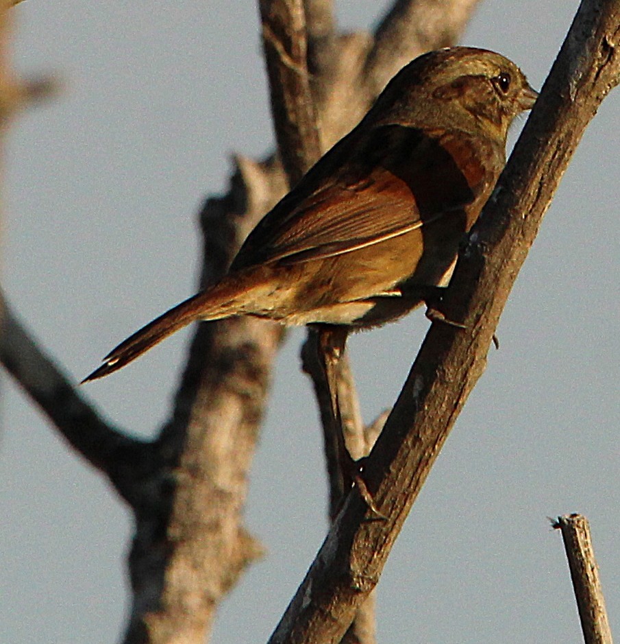 Swamp Sparrow - ML642946084