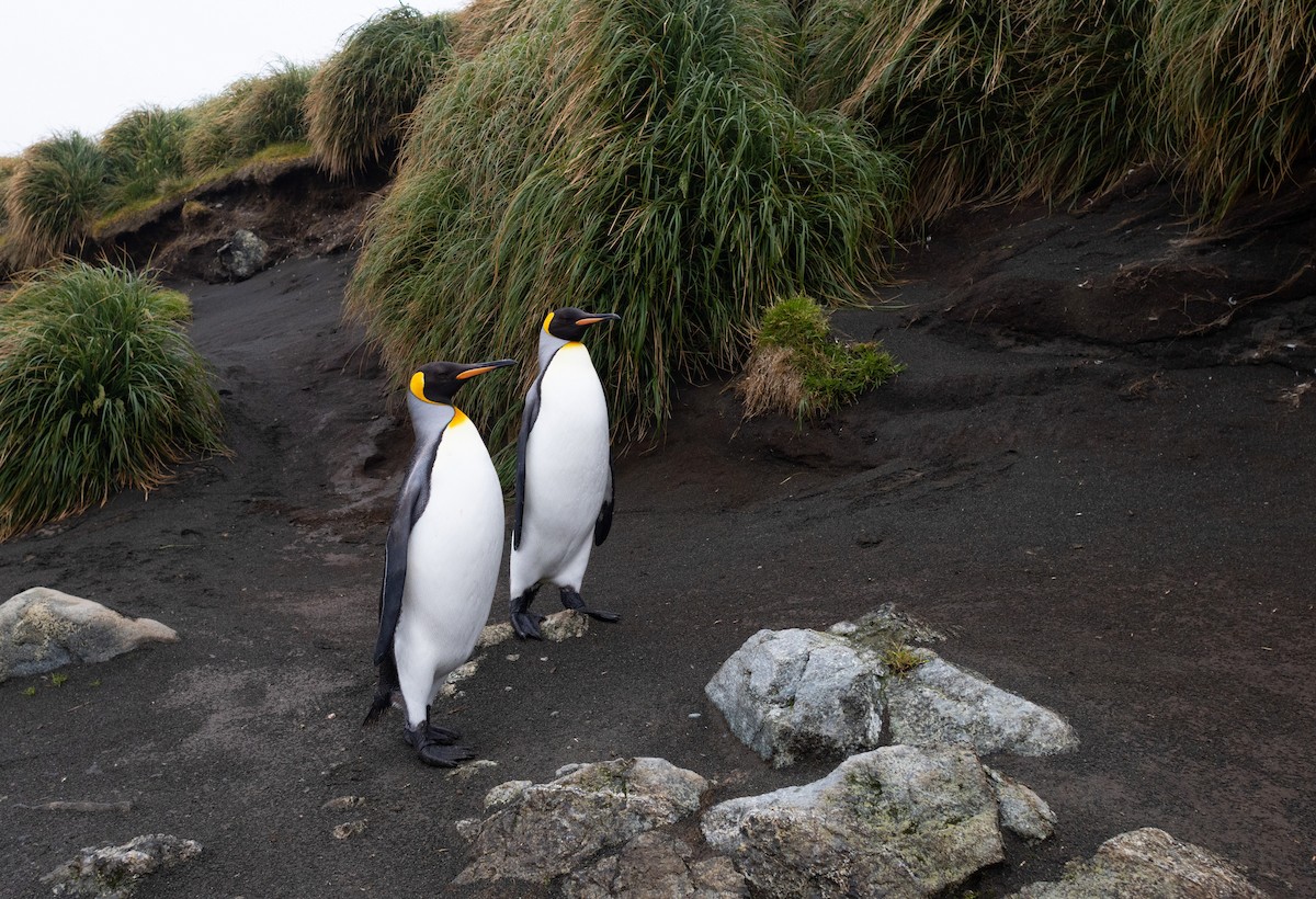 King Penguin - ML642946089