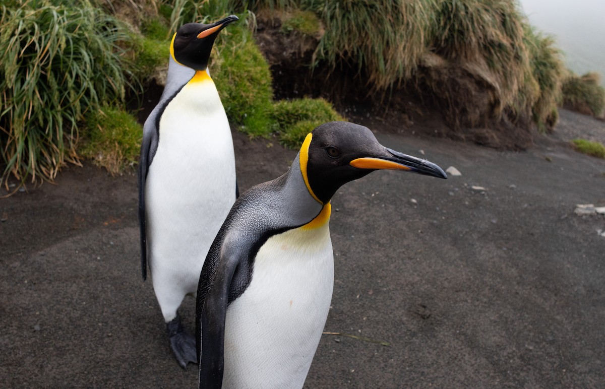 King Penguin - ML642946090