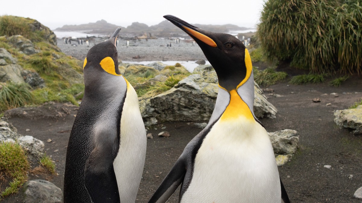 King Penguin - ML642946095