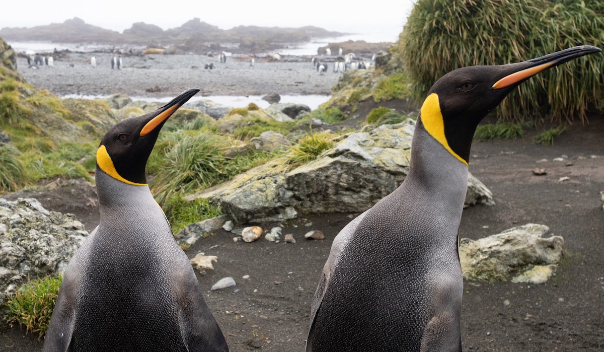 King Penguin - ML642946096