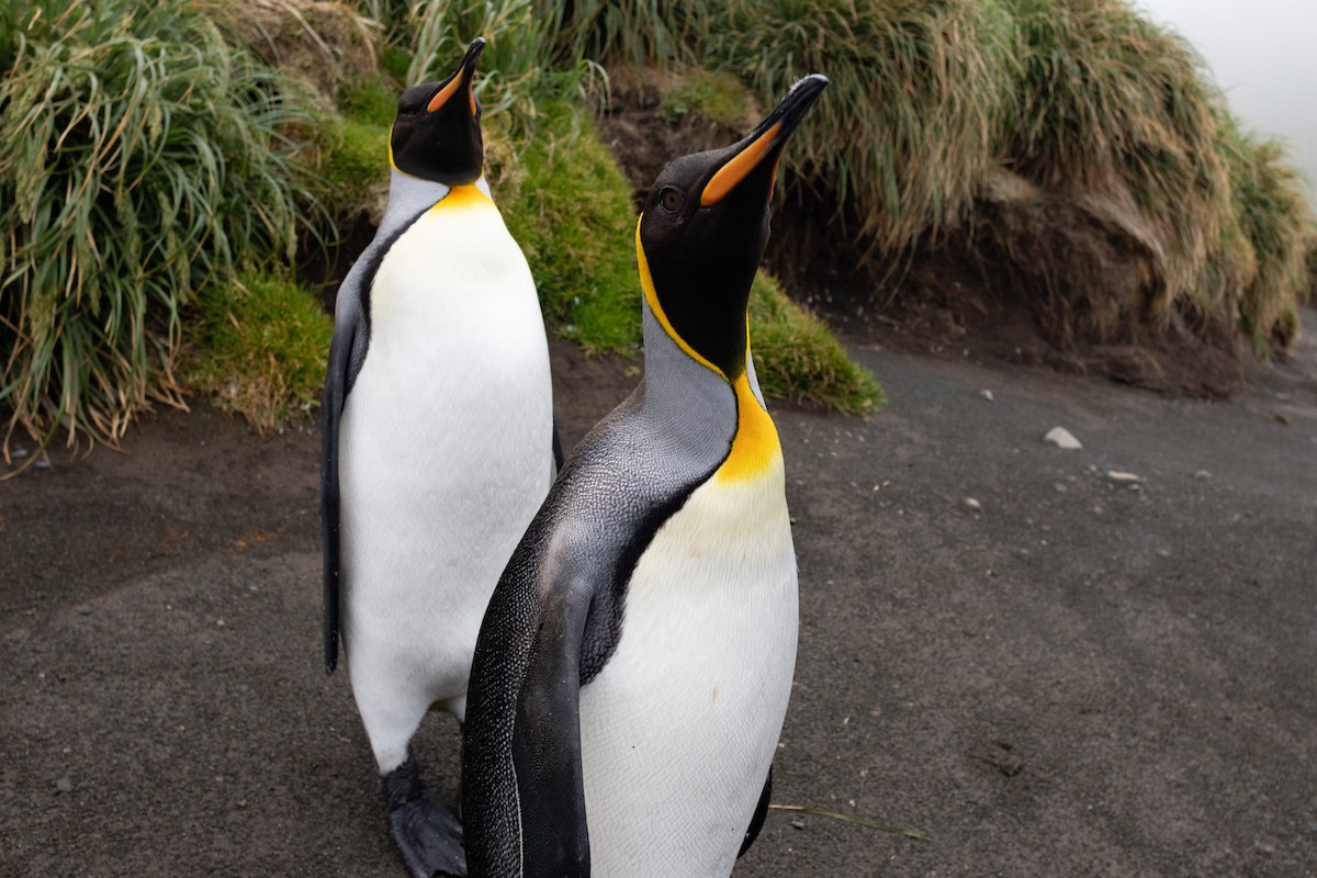 King Penguin - ML642946097