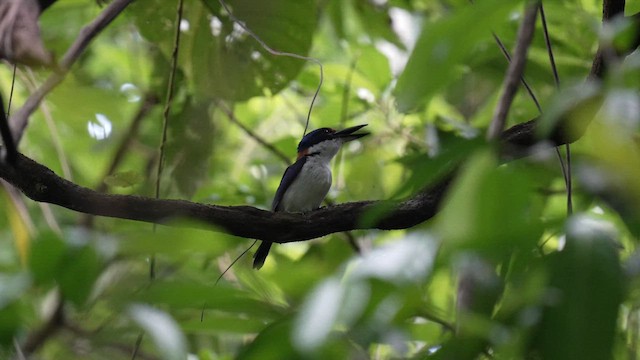 Rufous-lored Kingfisher - ML642946099