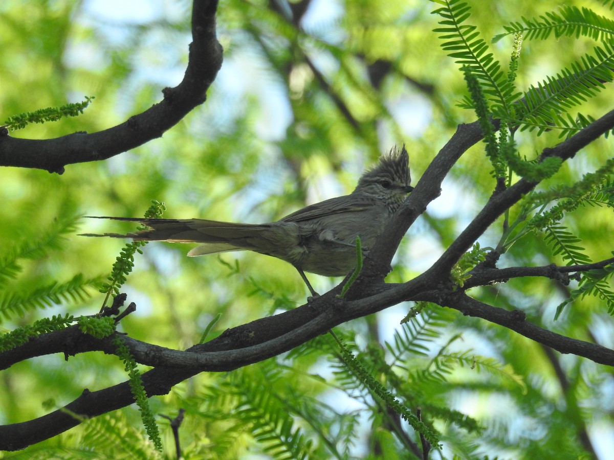 Tufted Tit-Spinetail - ML642946103