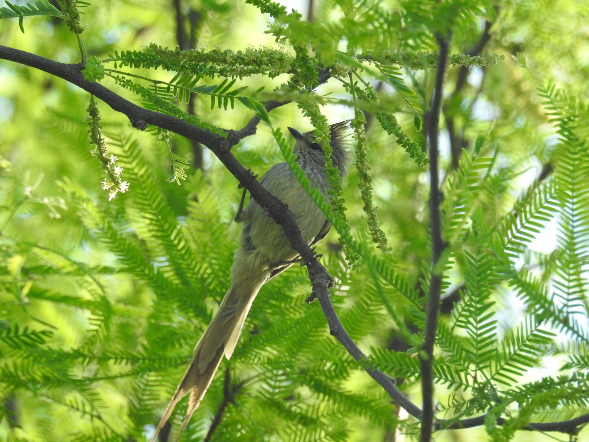 Tufted Tit-Spinetail - ML642946105