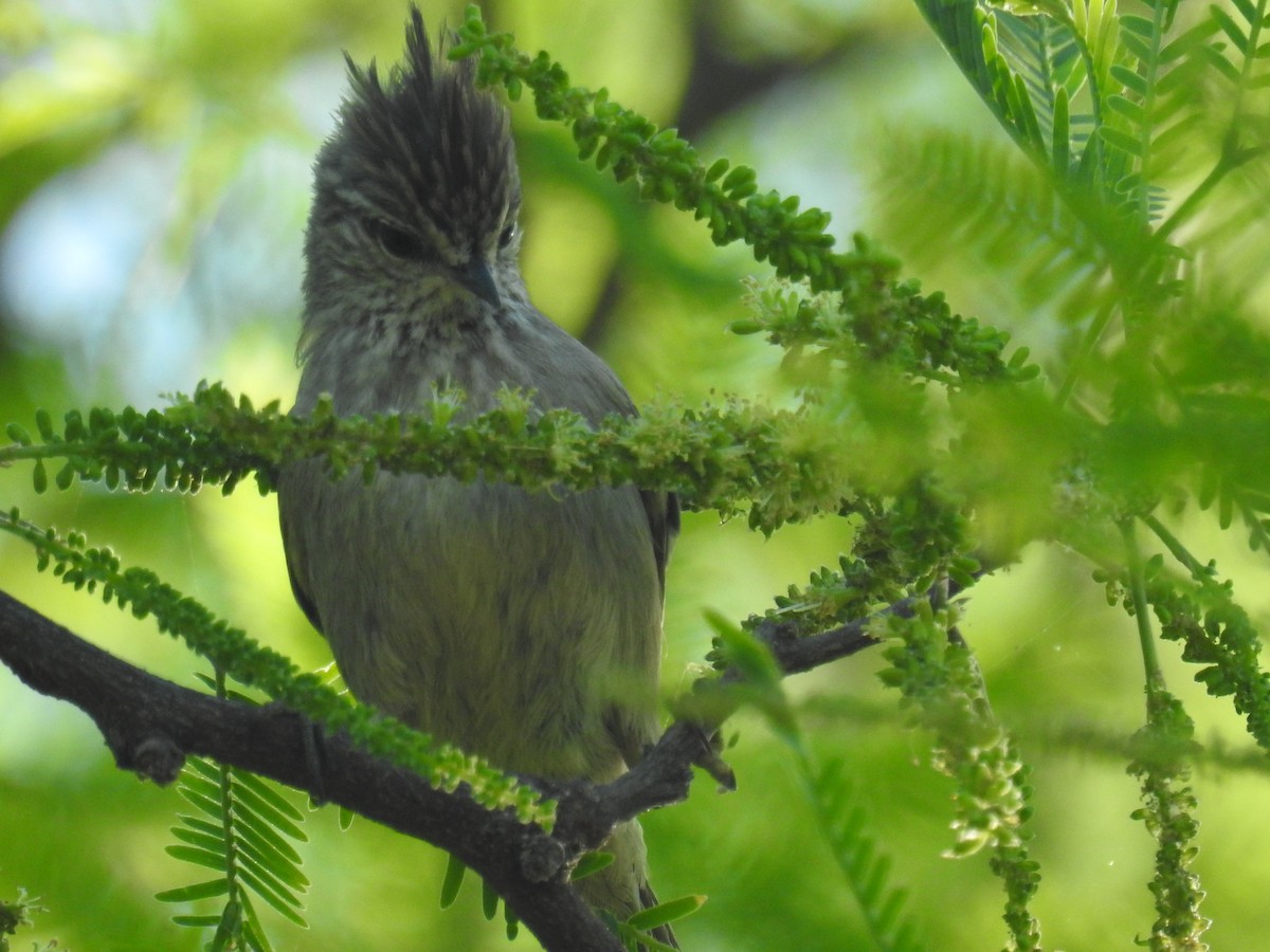 Tufted Tit-Spinetail - ML642946107