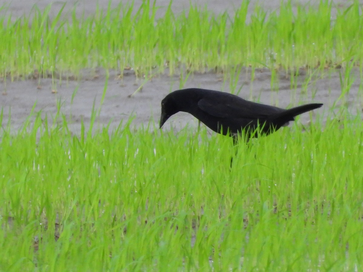 Giant Cowbird - ML642946108
