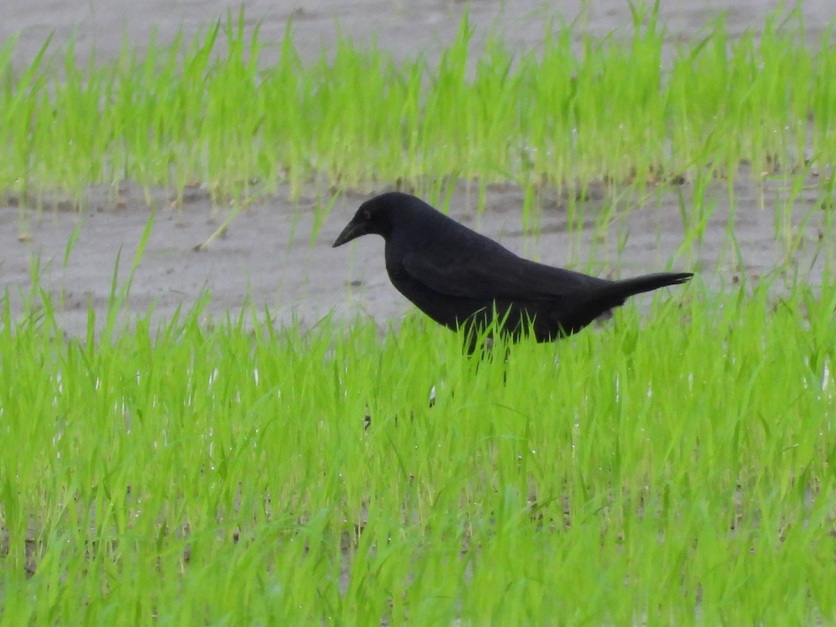 Giant Cowbird - ML642946109